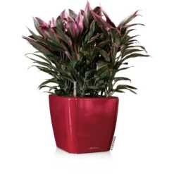 Lechuza Übertopf QUADRO LS 43 Rot Hochglanz, 43 X 43 X 39 Cm, Quadratisch, Kunststoff -Heimladen c76b4ef7ece0b8b9c8bcccba477ec0bc18f0952d uebertopf lechuza quadro ls 43 rot hochglanz